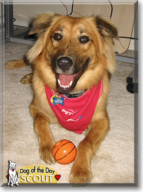 Scout, the Dog of the Day
