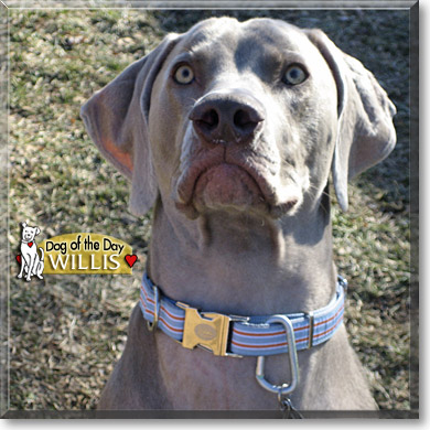Willis, the Dog of the Day