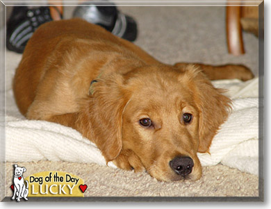 Lucky, the Dog of the Day
