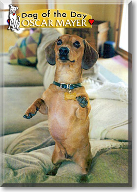 Oscar Mayer, the Dog of the Day