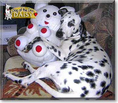 Daisy, the Dog of the Day