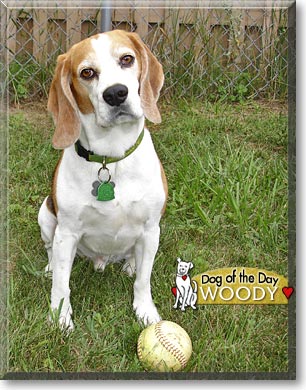 Woody, the Dog of the Day