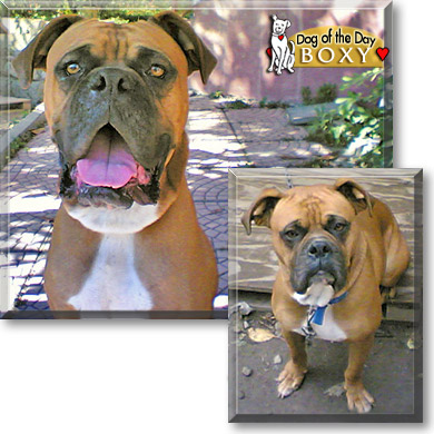 Boxy, the Dog of the Day