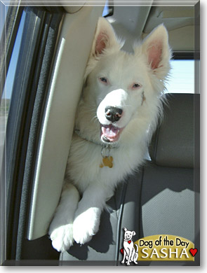 Sasha, the Dog of the Day