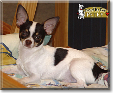 Petey, the Dog of the Day