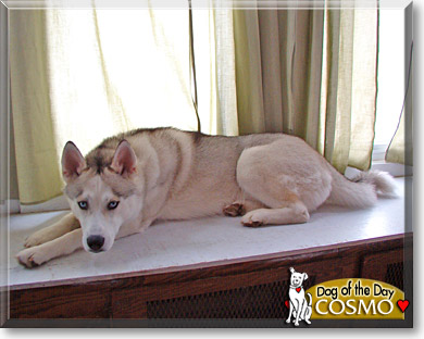 Cosmo, the Dog of the Day