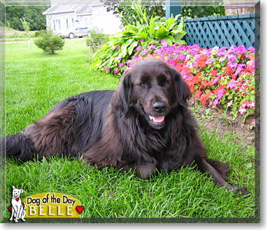 Belle, the Dog of the Day