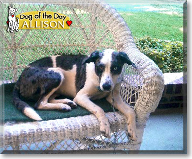 Allison, the Dog of the Day