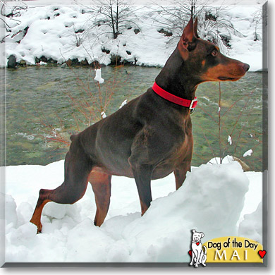Mai, the Dog of the Day