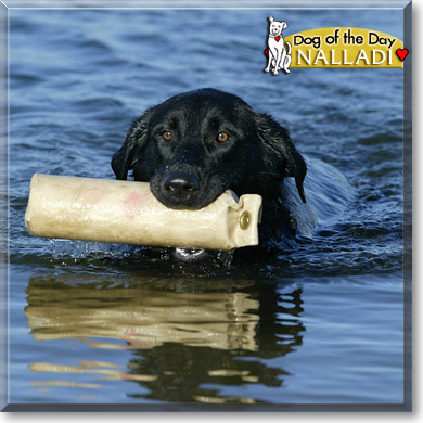 Nalladi, the Dog of the Day