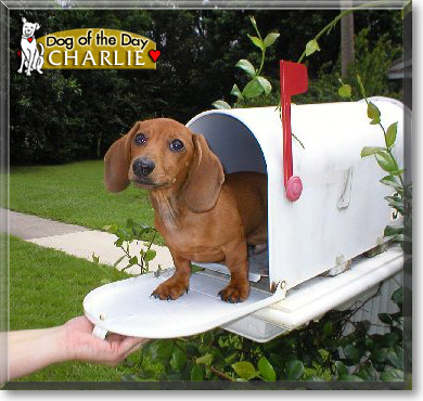 Charlie, the Dog of the Day