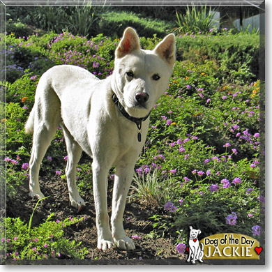 Jackie, the Dog of the Day