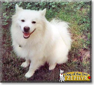 Zephyr, the Dog of the Day