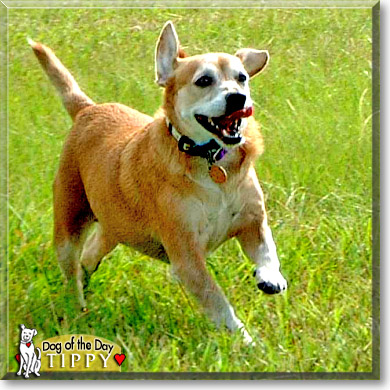 Tippy, the Dog of the Day