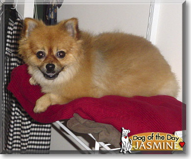 Jasmine, the Dog of the Day