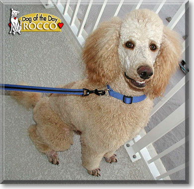 Rocco, the Dog of the Day