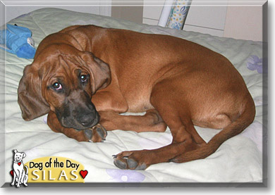 Silas, the Dog of the Day