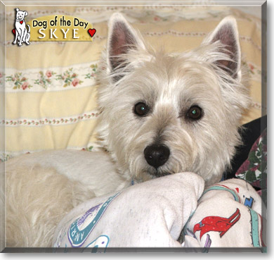 Skye, the Dog of the Day