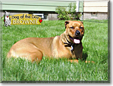 Brownie, the Dog of the Day