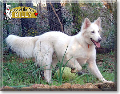 Billy, the Dog of the Day