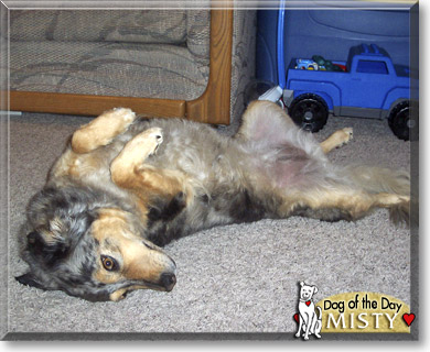 Misty, the Dog of the Day