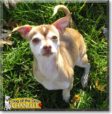 Chanelle, the Dog of the Day