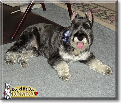 Romeo, the Dog of the Day