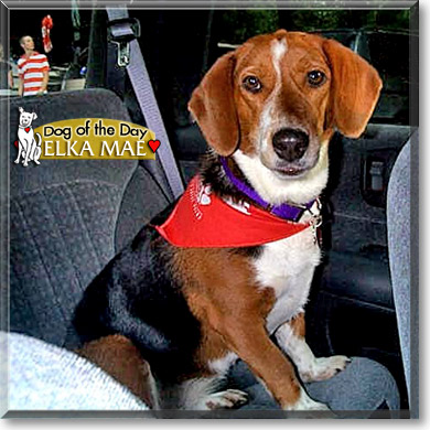 Elka Mae, the Dog of the Day