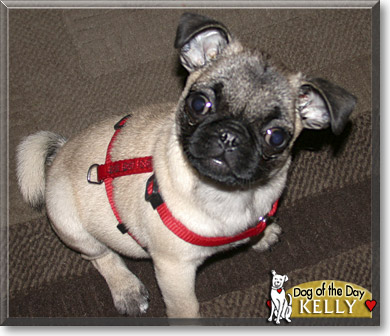 Kelly, the Dog of the Day