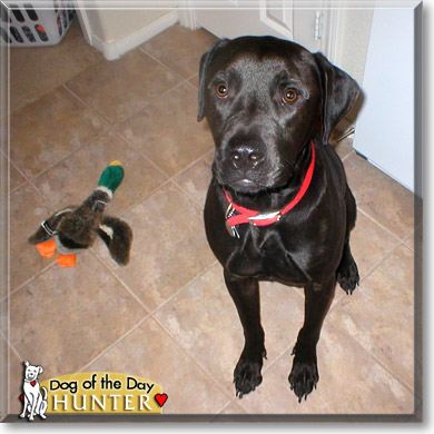 Hunter, the Dog of the Day