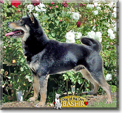 Bashir, the Dog of the Day