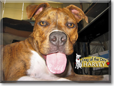 Harvey, the Dog of the Day