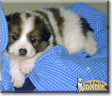 Daisy, the Dog of the Day