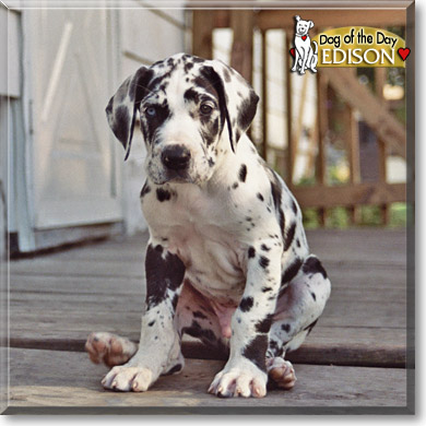 Edison, the Dog of the Day