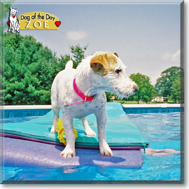 Zoe, the Dog of the Day