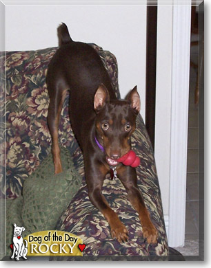 Rocky, the Dog of the Day