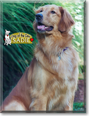 Sadie, the Dog of the Day