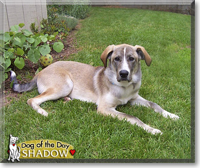 Shadow, the Dog of the Day