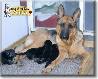 Dora, the Dog of the Day