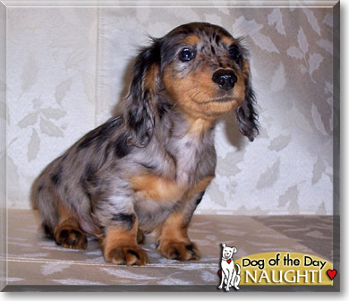 Naughti, the Dog of the Day