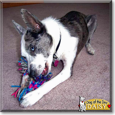 Daisy, the Dog of the Day