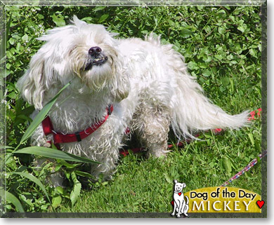 Mickey, the Dog of the Day