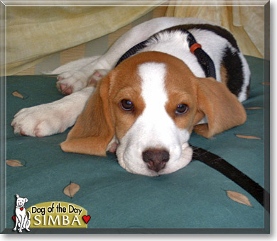 Simba, the Dog of the Day