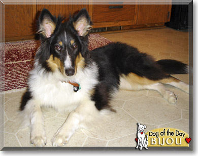 Bijou, the Dog of the Day