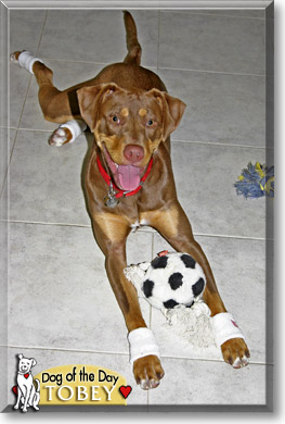 Tobey, the Dog of the Day