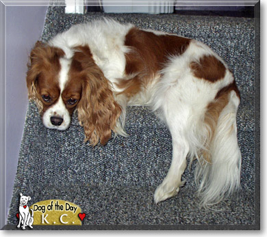 K.C., the Dog of the Day