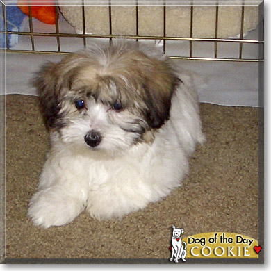 Cookie, the Dog of the Day