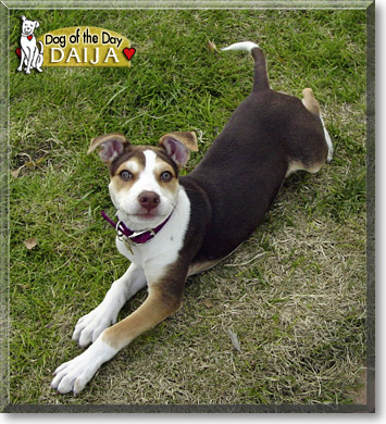 Daija, the Dog of the Day