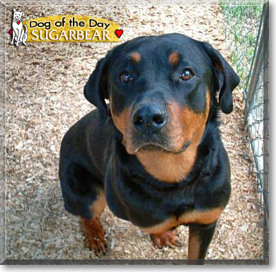 Sugarbear, the Dog of the Day