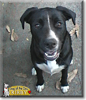 Kirby, the Dog of the Day